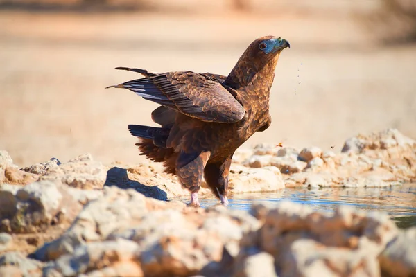 Bateleur Terathopius Ecaudatus Águila Suelo Rocoso Bebiendo Abrevadero Contra Desierto — Foto de Stock