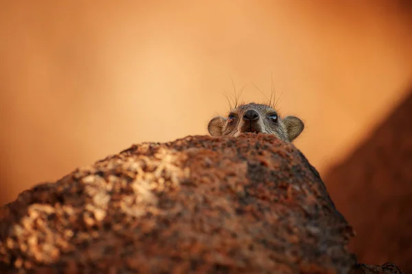 Wilder Felsenhyrax Procavia Capensis Auf Rotem Granitfelsen Gegen Den Farbenfrohen — Stockfoto