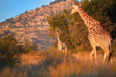 İki zürafa Burnu, Giraffa Camelopardalis Zürafa, kayalık tepeler ve mavi gökyüzüne karşı savanada otluyor. Canlı renkler. Afrika vahşi hayvan manzarası. Pilanesberg Ulusal Parkı, Güney Afrika