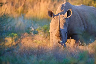 Nesli tükenmekte olan Güney beyaz gergedanları, Ceratotherium simum, kameraya bakıyor, doğrudan görüyor, sıcak renkli güneş tarafından aydınlatılıyor. Afrika hayvan manzarası. Pilanesberg Ulusal Parkı, Güney Afrika.