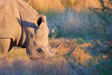 Nesli tükenmekte olan Güney beyaz gergedanlarının portresi, Ceratotherium simum, savanada otlayan, yan manzara, canlı renkler. Afrika hayvan manzarası. Pilanesberg Ulusal Parkı, Güney Afrika.
