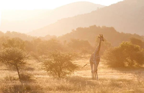キリン岬 Giraffa Camelopardalis 岩の多い丘や明るい空に対してサバンナを歩く 直接表示 鮮やかな色 アフリカの野生動物の風景 南アフリカ共和国ピラネスベルク国立公園の旅 — ストック写真