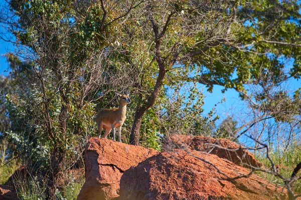 Klipspringer Oreotragus Oreotragus Petite Antilope Debout Sur Rocher Rouge Dans — Photo