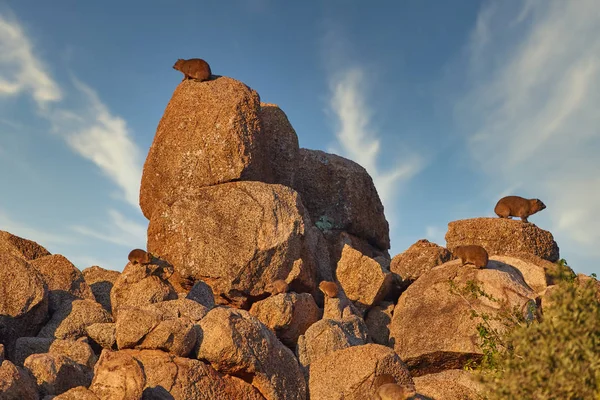 Rock Hyrax Kolónia Procavia Capensis Állatok Vörös Gránit Szikla Ellen — Stock Fotó