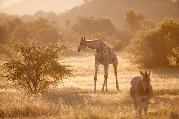 Cape giraffe, Giraffa camelopardalis, walking on savanna against  rocky hills and bright sky. Direct view, vivid colors. African wild animal scenery. Traveling Pilanesberg national park, South Africa