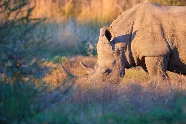 Retrato Rinoceronte Branco Sul Ameaçado Ceratotherium Simum Pastando Savana Vista — Fotografia de Stock