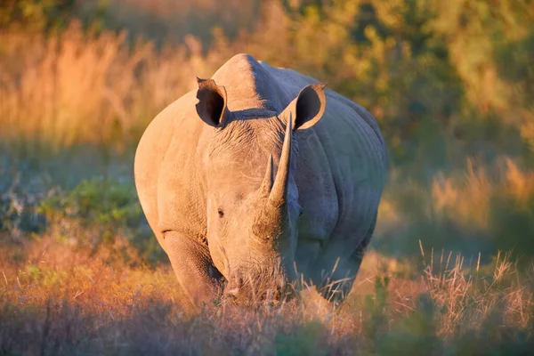 Hotade Södra Vit Noshörning Ceratotherium Simum Tittar Kameran Direkt Utsikt — Stockfoto