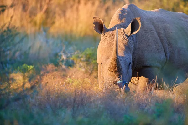 Hotade Södra Vit Noshörning Ceratotherium Simum Tittar Kameran Direkt Utsikt — Stockfoto