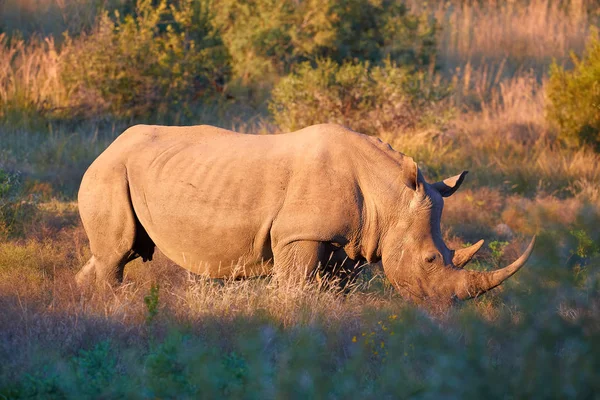 Rinoceronte Branco Sul Perigo Ceratotherium Simum Pastando Savana Vista Lateral — Fotografia de Stock