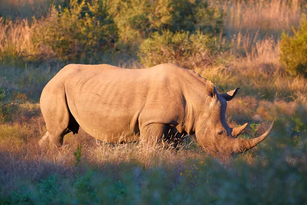 Bedrohtes Südliches Breitmaulnashorn Ceratotherium Simum Grast Auf Savanne Seitenansicht Beleuchtet — Stockfoto