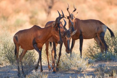 Kırmızı antilop grubu, Alcelaphus buselaphus, ağacın gölgesinde saklanıyor. Kgalagadi sınır ötesi parkının kırmızı kumullarına karşı çöl hayvanları. Seyahat eden Botswana.
