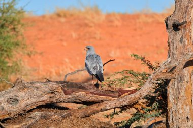 Güneyli soluk tenli atmaca, Melierax kanorus, kırmızı kumullara karşı çöl yırtıcı kuşu. Kgalagadi sınır ötesi parkında kuşçuluk, Botswana.