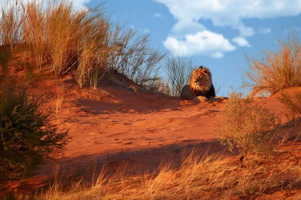 Lew Kalahari Panthera Leo Vernayi Leżący Czerwonej Wydmie Przeciwko Błękitnemu — Zdjęcie stockowe