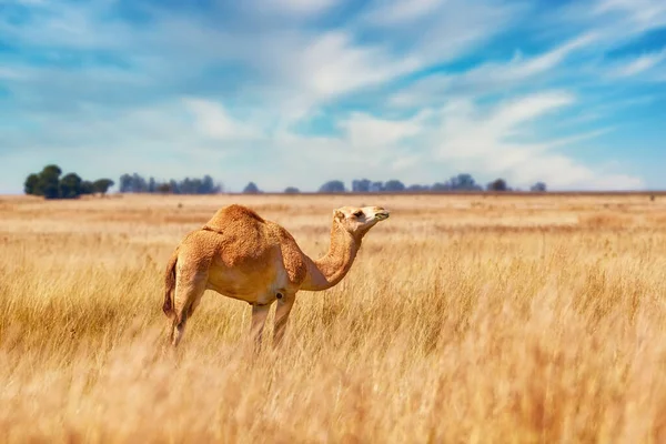 Аравійський Одногорбий Верблюд Camelus Dromedarius Африканській Савані Аравійський Верблюд Стоїть — стокове фото