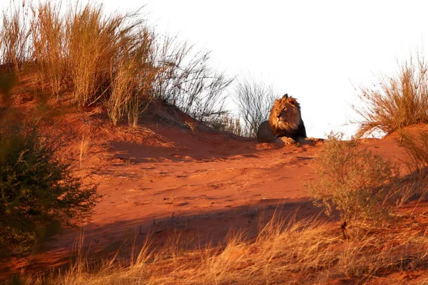 Beyaz Arka Planda Kalan Kalahari Aslanı Panthera Leo Vernayi Kırmızı — Stok fotoğraf