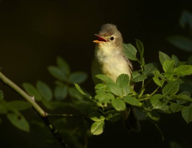 Bahar temaları. Bulanık yeşil bir arka planda gül dalında ötücü kuş. Kuş taklitçisi Icterine Warbler, Hippolais Icterina. Çek Cumhuriyeti, Avrupa 'da kuşçuluk.
