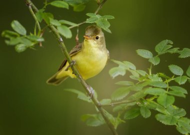Bahar temaları. Bulanık yeşil bir arka planda gül dalında ötücü kuş. Kuş taklitçisi Icterine Warbler, Hippolais Icterina. Çek Cumhuriyeti, Avrupa 'da kuşçuluk.