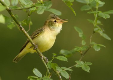 Bahar temaları. Bulanık yeşil bir arka planda gül dalında ötücü kuş. Kuş taklitçisi Icterine Warbler, Hippolais Icterina. Çek Cumhuriyeti, Avrupa 'da kuşçuluk.