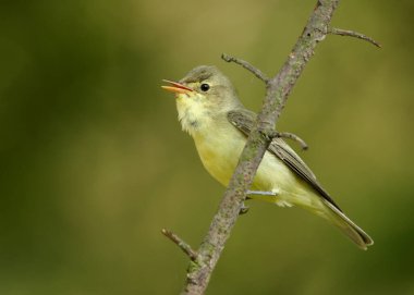 Bahar temaları. Bulanık yeşil bir arka planda gül dalında ötücü kuş. Kuş taklitçisi Icterine Warbler, Hippolais Icterina. Çek Cumhuriyeti, Avrupa 'da kuşçuluk.