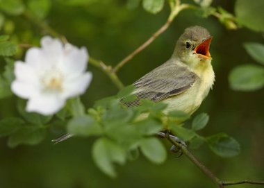 Beyaz çiçeğin yanında öten kuş. Icterine Warbler, Hippolais icterina gül çalılarının üzerine tünemiş yaprakların ve çiçeklerin arasına. Bahar teması. Çek Cumhuriyeti, Avrupa 'da Kuşçuluk.