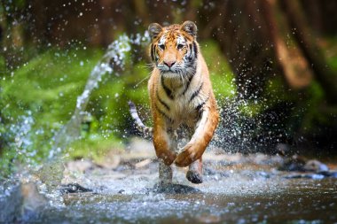 Genç Sibirya kaplanı, Panthera Tigris Altaica, koyu yeşil ladin ormanlarına karşı bir orman deresinde koşuyor. Tipik bir tayga ortamında su damlaları arasındaki kaplan. Direk görüş, alçak açı fotoğrafı. Rusya