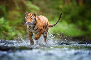 Genç Sibirya kaplanı, Panthera Tigris Altaica, koyu yeşil ladin ormanlarına karşı bir orman deresinde yürüyor. Tipik bir tayga ortamında su damlaları arasındaki kaplan. Direk görüş, alçak açı fotoğrafı. Rusya