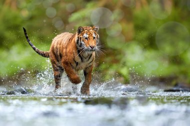 Genç Sibirya kaplanı, Panthera Tigris Altaica, koyu yeşil ladin ormanlarına karşı bir orman deresinde yürüyor. Tipik bir tayga ortamında su damlaları arasındaki kaplan. Direk görüş, alçak açı fotoğrafı. Rusya