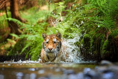 Sibirya kaplanı, Panthera Tigris Altaica eğrelti otuyla kaplı bir kıyıya yakın bir orman deresinde yürüyor. Direk görüş, alçak açı fotoğrafı. Tipik bir ladin ormanında suda kaplan. Rusya