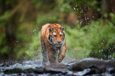 Genç Sibirya kaplanı, Panthera Tigris Altaica, koyu yeşil ladin ormanlarına karşı bir orman deresinde yürüyor. Tipik bir tayga ortamında su damlaları arasındaki kaplan. Direk görüş, alçak açı fotoğrafı. Rusya