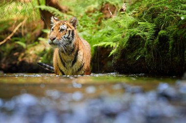 Sibirya kaplanı, Panthera Tigris Altaica eğrelti otuyla kaplı bir kıyıya yakın bir orman deresinde yürüyor. Direk görüş, alçak açı fotoğrafı. Tipik bir ladin ormanında suda kaplan. Rusya
