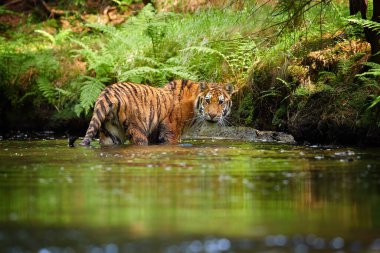 Sibirya kaplanı, Panthera tigris altaica, koyu yeşil ladin ormanındaki orman deresinin kıyısında. Tipik bir tayga ortamındaki kaplan..