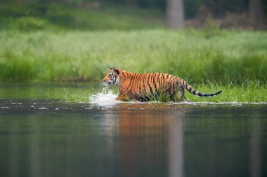 Sibirya kaplanı, Panthera tigris altaica, derin orman gölünü geçiyor. Su yüzeyinden alçak görüş. Tipik tayga ortamında kaplan.