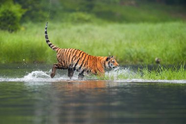 Sibirya kaplanı, Panthera tigris altaica, derin orman gölünü geçiyor. Su yüzeyinden alçak görüş. Tipik tayga ortamında kaplan.