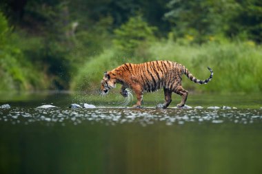 Sibirya kaplanı, Panthera tigris altaica, derin orman gölünü geçiyor. Su yüzeyinden alçak görüş. Tipik tayga ortamında kaplan.