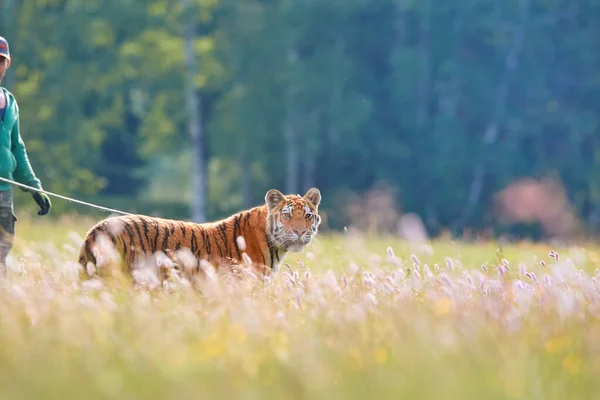 Молодой Сибирский Тигр Panthera Tigris Altaica Тренировке Тигр Своим Укротителем — стоковое фото