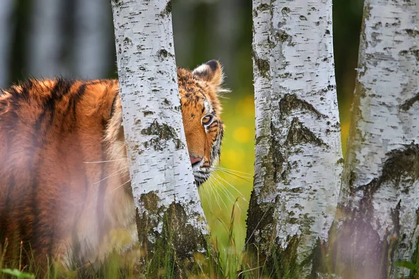 Портрет Молодого Сибирского Тигра Panthera Tigris Altaica Смотрящего Камеру Березы — стоковое фото