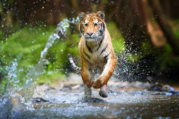 Jovem Tigre Siberiano Panthera Tigris Altaica Corre Córrego Florestal Contra — Fotografia de Stock