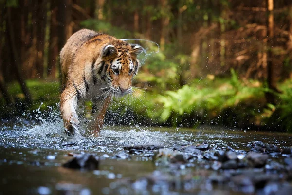 Młody Tygrys Syberyjski Panthera Tigris Altaica Spacerujący Leśnym Strumieniu Przed — Zdjęcie stockowe