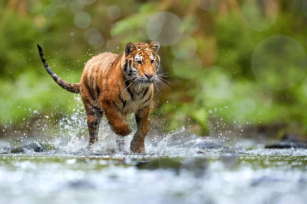 Jovem Tigre Siberiano Panthera Tigris Altaica Caminhando Córrego Florestal Contra — Fotografia de Stock