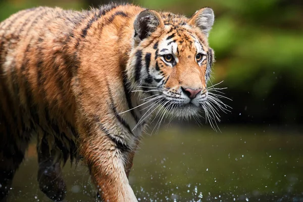 Portret Tygrysa Syberyjskiego Panthera Tigris Altaica Spacerujący Leśnym Strumieniu Ciemnozielonym — Zdjęcie stockowe