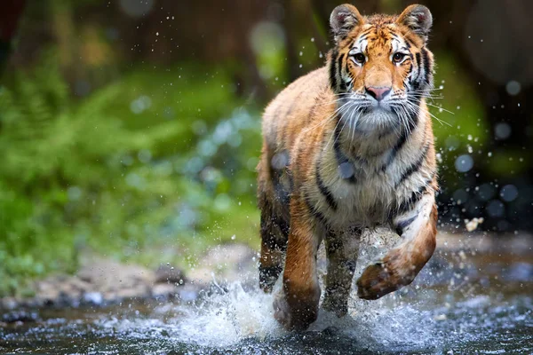 Tigre Siberiano Panthera Tigris Altaica Correndo Riacho Florestal Diretamente Para — Fotografia de Stock