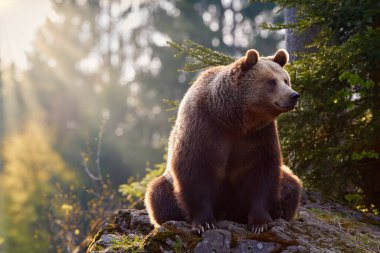 Kahverengi ayı, renkli sonbaharda Ursus arctos, Avrupa ormanlarında güneş ışınlarına karşı kayaların üzerinde oturan iri erkek. Tipik dağ ortamı, renkli sonbahar. Slovakya.