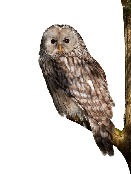 Izolovaný Bílém Ural Owl Strix Uralensis Velká Noční Sova Sedí — Stock fotografie