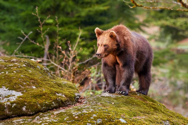 Barna Medve Ursus Arctos Idősebb Kölyök Ősszel Európai Erdőben Sziklán — Stock Fotó