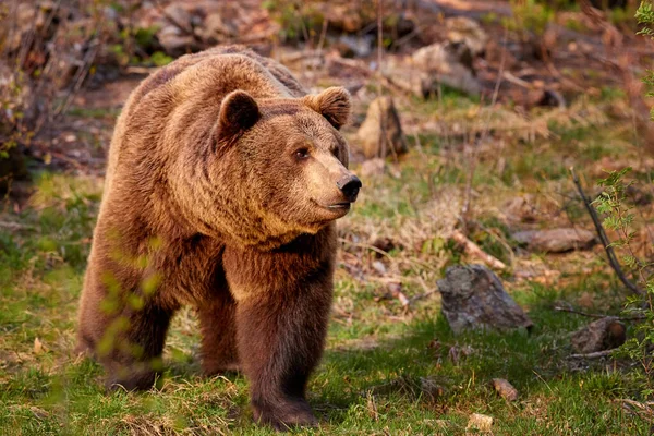 Коричневий Ведмідь Ursus Arctos Барвистій Осені Великий Самець Европіанському Лісі — стокове фото