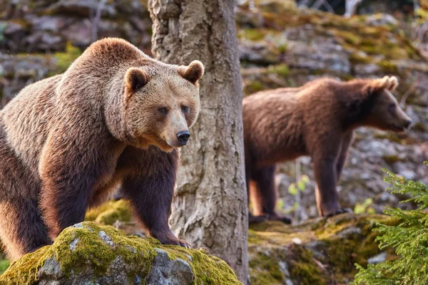 Група Браун Ведмедів Ursus Arctos Мати Старшого Малюка Восени Европейського — стокове фото