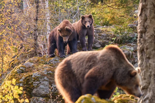 Group Brown Bears Ursus Arctos Mother Two Older Cubs Autumn — Stock Photo, Image