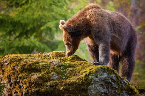 Urso Pardo Ursus Arctos Filhote Mais Velho Outono Floresta Europeia — Fotografia de Stock