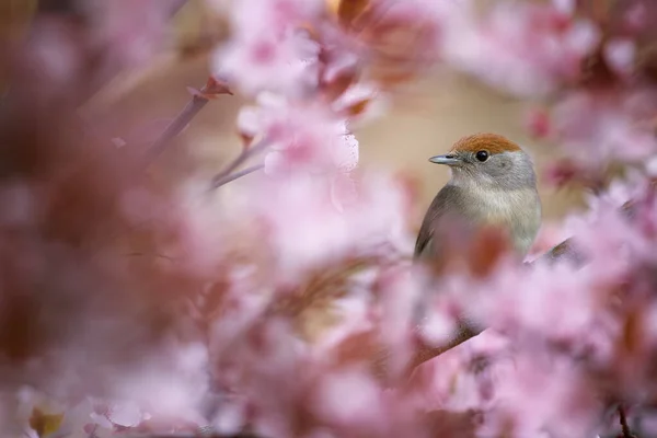 Весна Саду Спів Пташиної Тематики Євразійський Блекеп Сільвія Атрікапілла Жінка — стокове фото