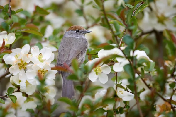 Printemps Dans Jardin Thème Oiseau Chanteur Bonnet Noir Eurasien Sylvia — Photo